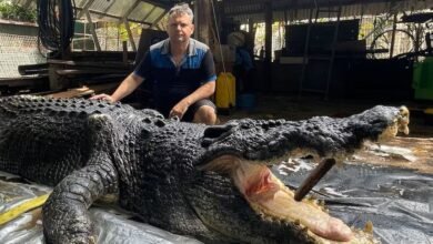 يكشف التشريح أن كاسيوس، التمساح العملاق، توفي بسبب تعفن الدم بعد أن انفجرت عدوى خاملة عمرها 40 عامًا من الخراج يكشف التشريح أن كاسيوس، التمساح العملاق، توفي بسبب تعفن الدم بعد أن انفجرت عدوى خاملة عمرها 40 عامًا من الخراج