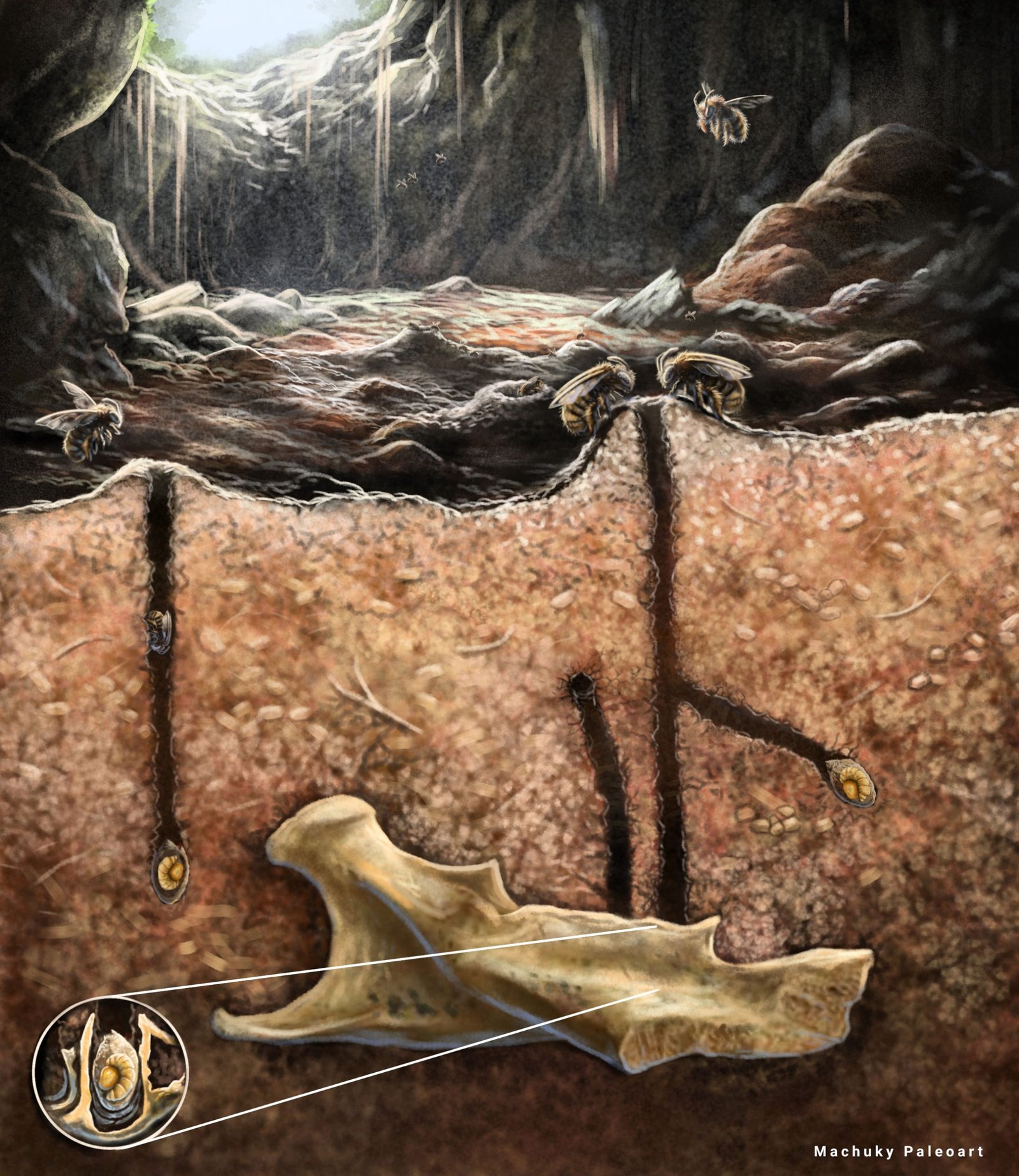 اكتشف العلماء أن النحل القديم بنى أعشاشًا داخل عظام الحيوانات