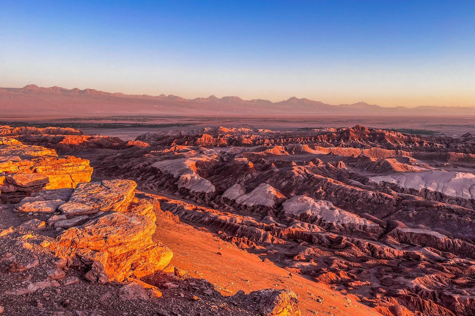الحياة المخفية في الصحراء الأكثر جفافاً في العالم تتحدى كل التوقعات - صورة مميزة صورة مميزة: الحياة المخفية في الصحراء الأكثر جفافاً في العالم تتحدى كل التوقعات