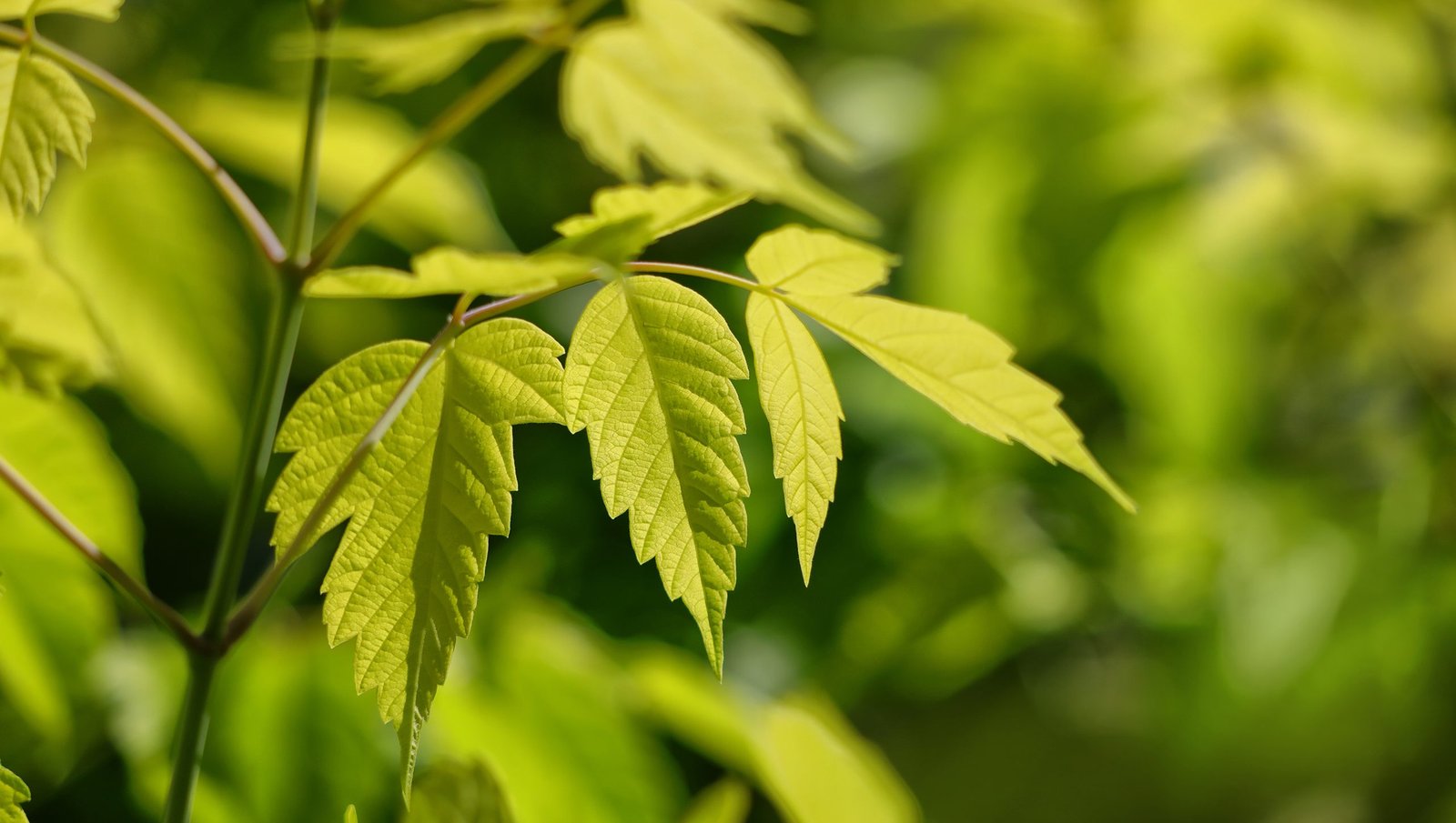 القيقب ذو الأوراق الرماد أي نوع من النباتات ولماذا هو خطير