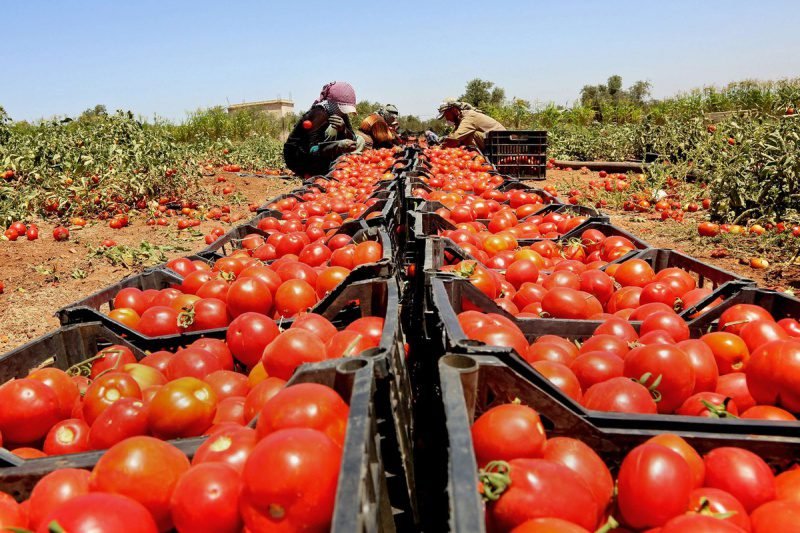الهيئة للاستثمار تطلق مؤشرا لتقييم الأمن الغذائي