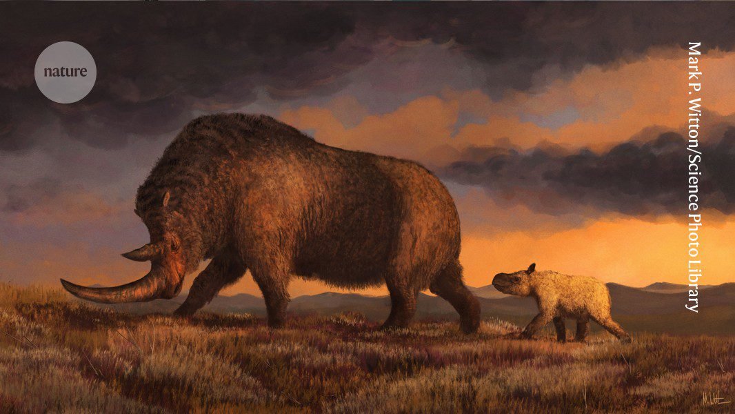 تنتج معدة جرو الذئب الحمض النووي لواحد من آخر حيوانات وحيد القرن الصوفي الباقية على قيد الحياة في العالم