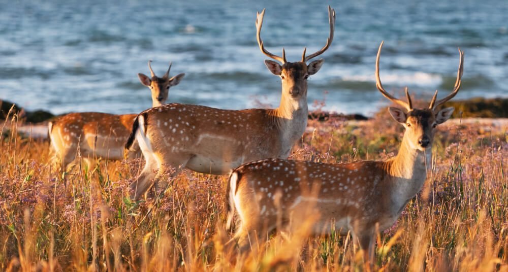 غزال السيكا لطيف وموجه نحو الإنسان وخطير للغاية