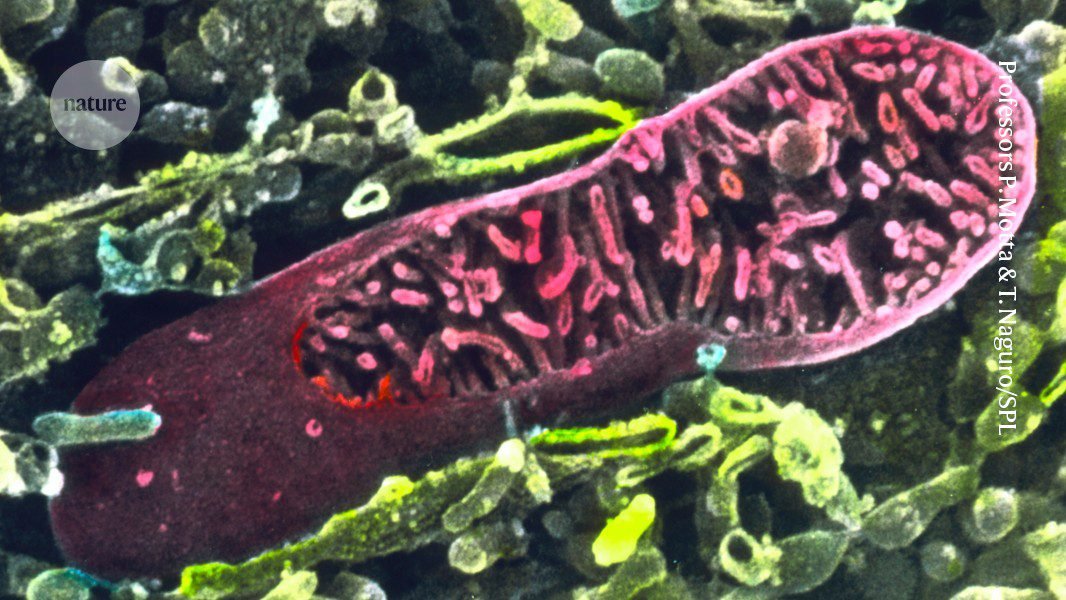 قد يتهرب السرطان من الدفاعات المناعية عن طريق سرقة الميتوكوندريا