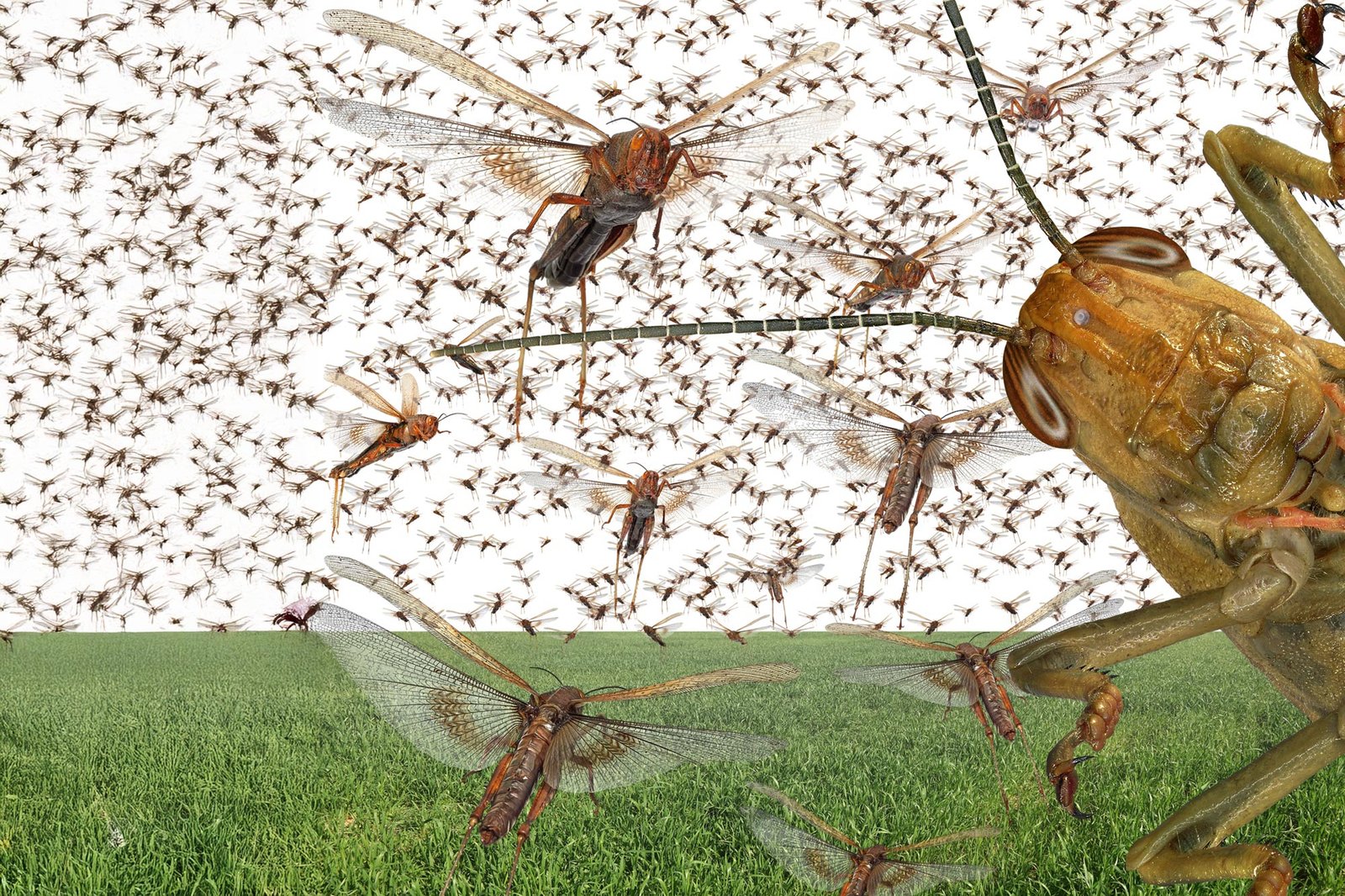 Migratory Locust Swarm
