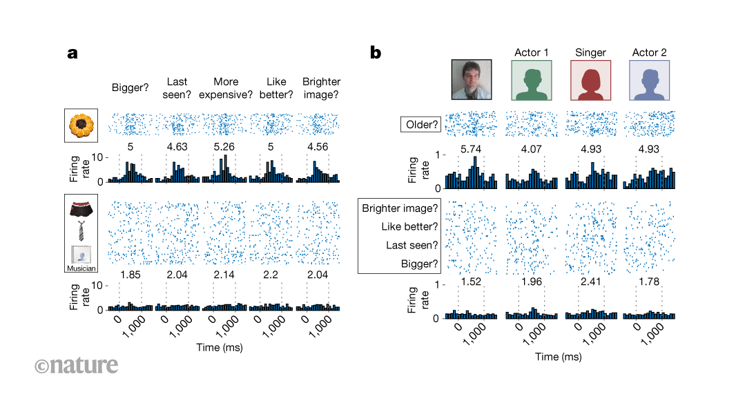 يتم تشفير ذكريات العناصر وسياقاتها بواسطة مجموعات منفصلة من خلايا الدماغ البشرية