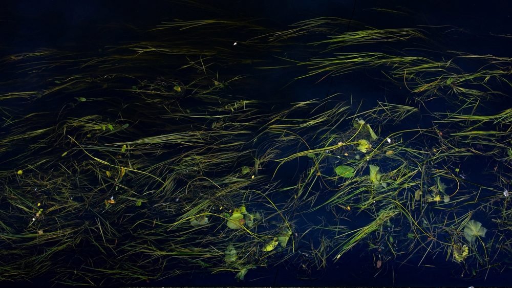 يوفر الفيروس العملاق الجديد أدلة على لغز أصل الحياة المعقدة يوفر الفيروس العملاق الجديد أدلة على لغز أصل الحياة المعقدة