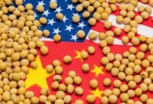 مشتريات الصين من فول الصويا الأميركي تصل إلى الكمية المستهدفة