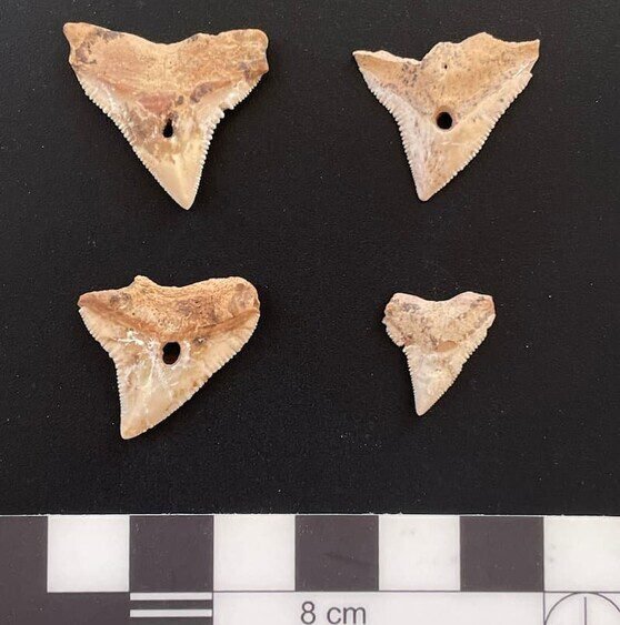 تم العثور على أدلة على صيد أسماك القرش بشكل منتظم خلال العصر الحجري الحديث في عمان 1 1cdc578c96d638318cf2bdd3b8f5399bd0fe900f