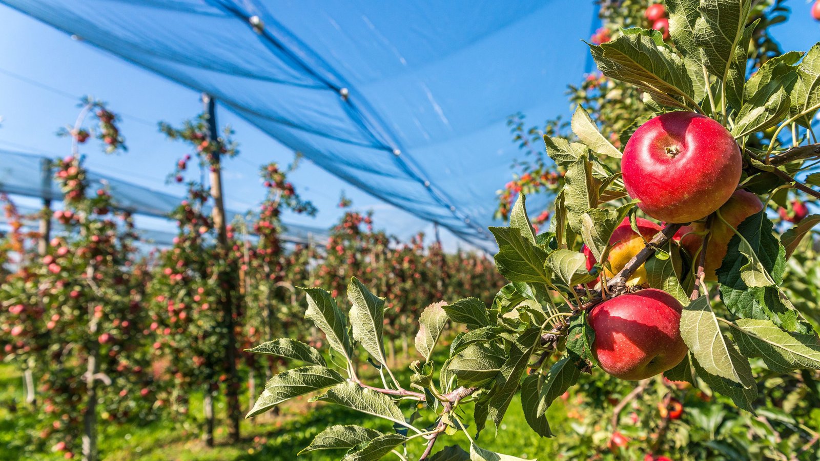 ثمار المستقبل كيف تغير التكنولوجيا الحيوية البساتين ومزارع التوت 2 386a8911b4cdf4b6a0984ccf6554c65495bbb109