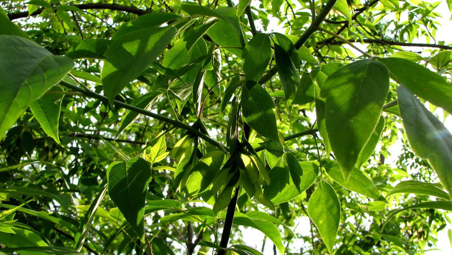 455dddd20d971a0a485eca7e88017f00f15db180