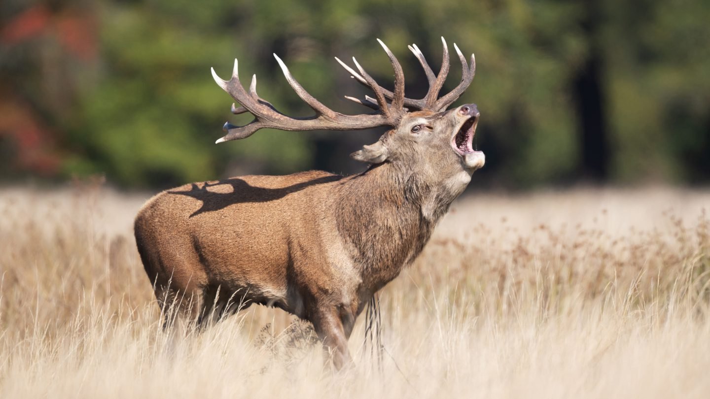 638caf3339b4dc4d8524b57391fa655ef92e9573