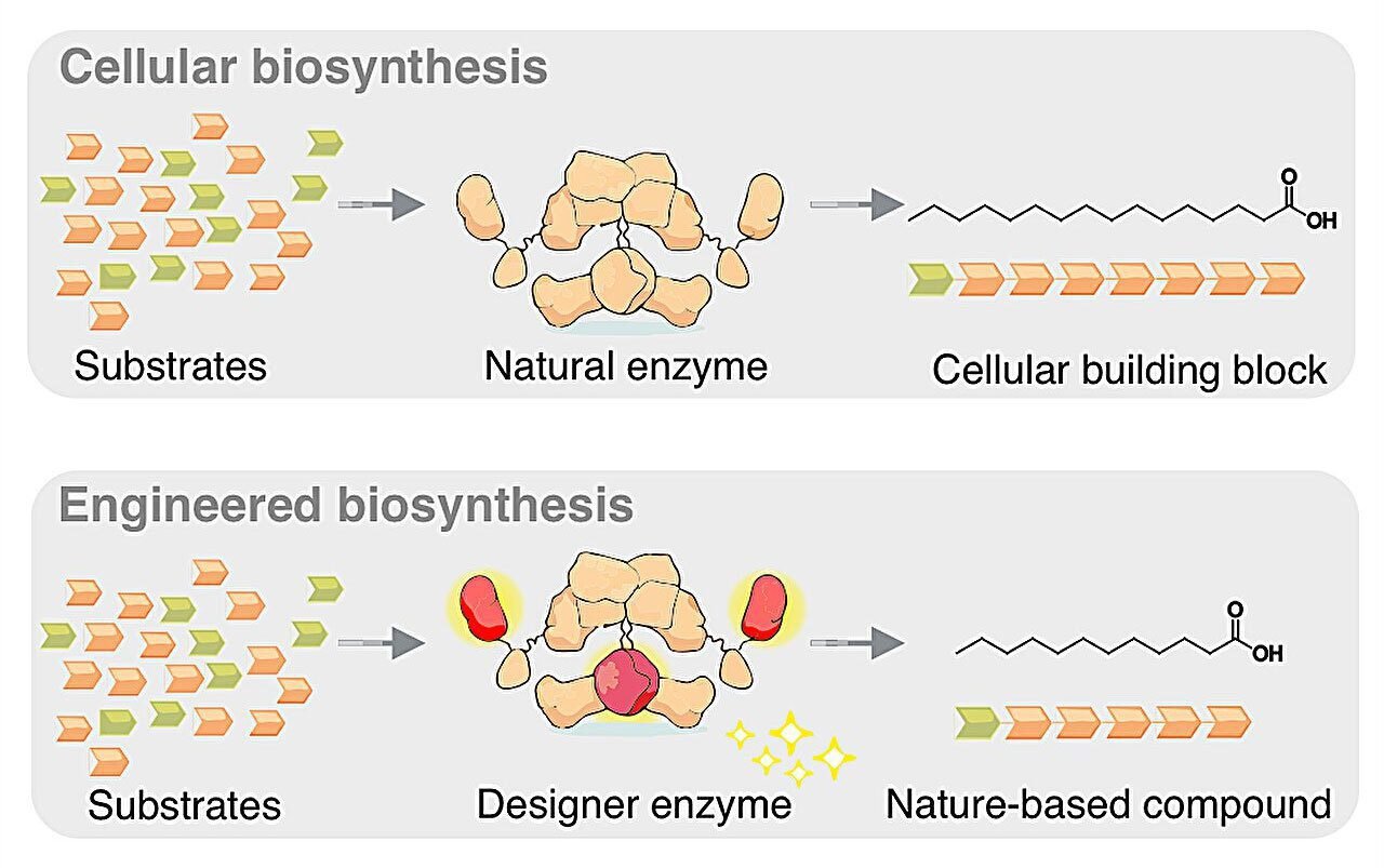 لقد قام علماء التكنولوجيا الحيوية بزراعة الخميرة التي تجعل زيت النخيل غير ضروري