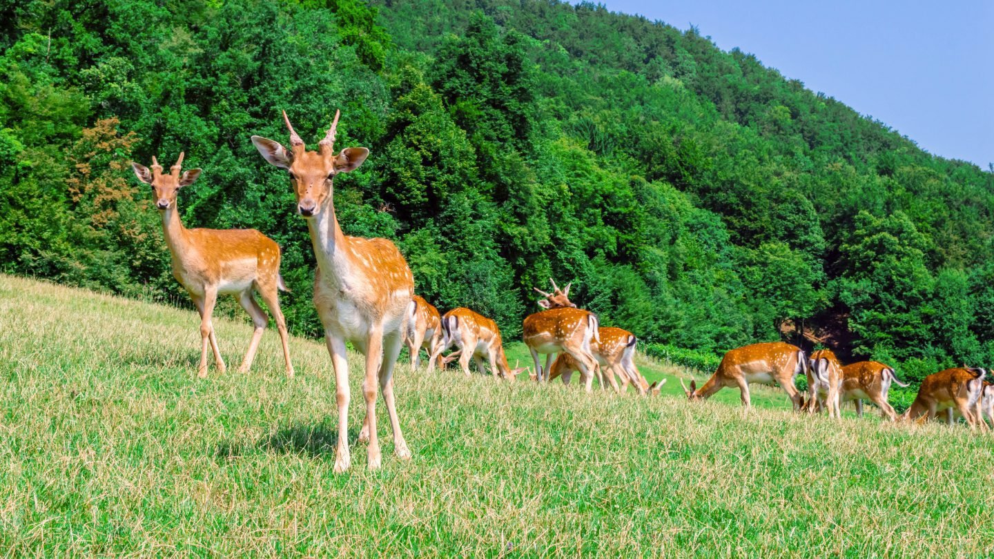 88765e75a2b95a01f1fefd810ad4458a3e260048