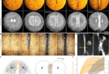 A mechanical ratchet drives unilateral cytokinesis