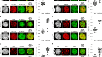A nowheretohide mechanism ensures complete piRNAdirected DNA methylation