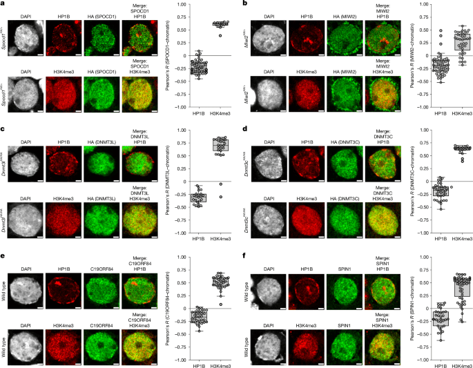 A nowheretohide mechanism ensures complete piRNAdirected DNA methylation