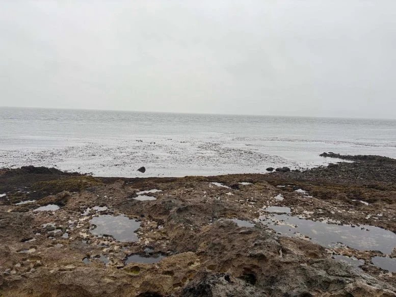 Alaskan Coastal Habitat