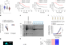 Albumin orchestrates a natural host defence mechanism against mucormycosis