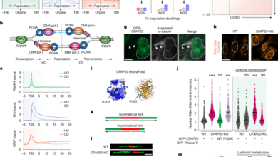 CFAP20 salvages arrested RNAPII from path of codirectional replisomes