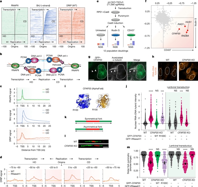 CFAP20 salvages arrested RNAPII from path of codirectional replisomes