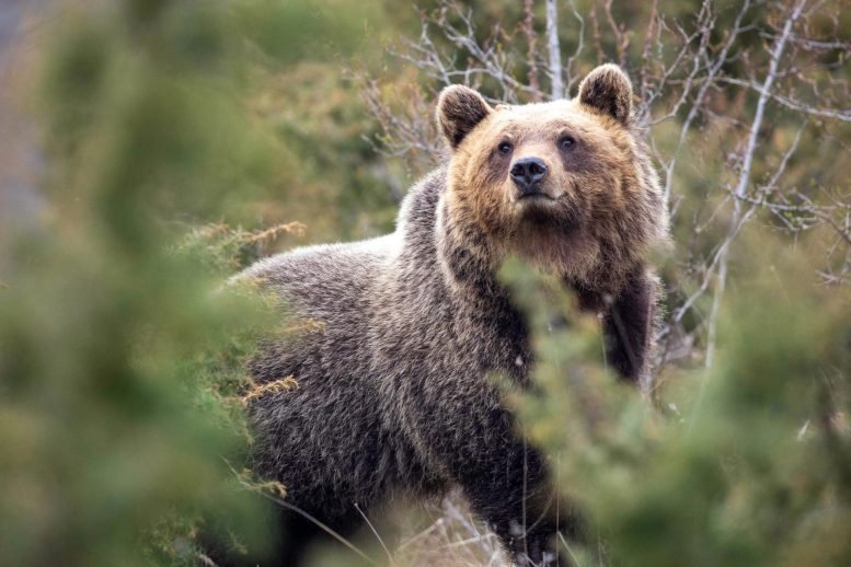 Close Up Photo of an Apennine Brown Bear