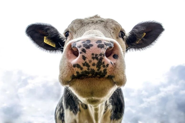 Dairy Cow Close Up