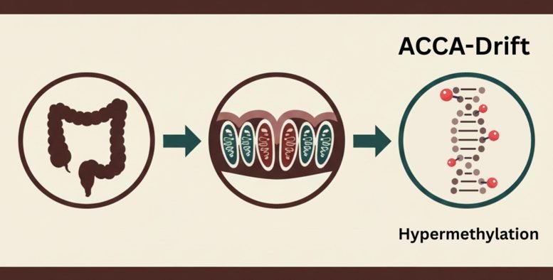 Diagram Showing ACCA Drift in Gut Stem Cells