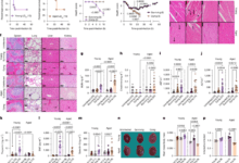 Disease tolerance and infection pathogenesis age-related tradeoffs in mice