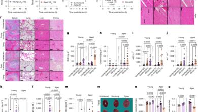Disease tolerance and infection pathogenesis agerelated tradeoffs in mice