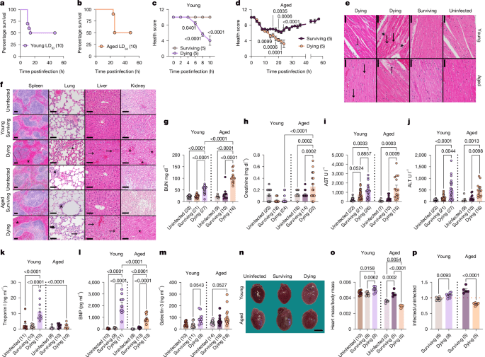Disease tolerance and infection pathogenesis agerelated tradeoffs in mice