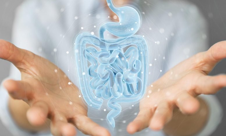 Doctor Holographic Human Gut