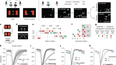 Evidence accumulation from experience and observation in cingulate coex