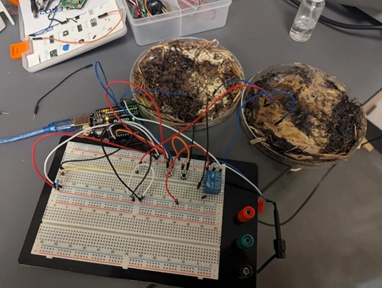 Fungal Memristor Experimental Setup