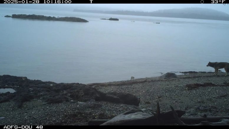 Gray Wolf on Alaskan Shoreline