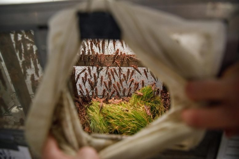 وجد العلماء طريقة لجعل المحاصيل غير شهية للجراد 3 Gregarious Locusts