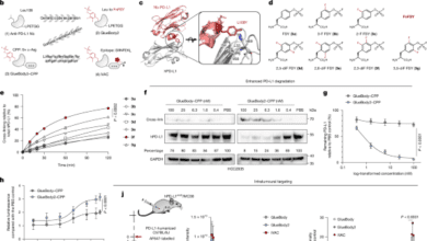 Intratumoural vaccination via checkpoint degradationcoupled antigen presentation