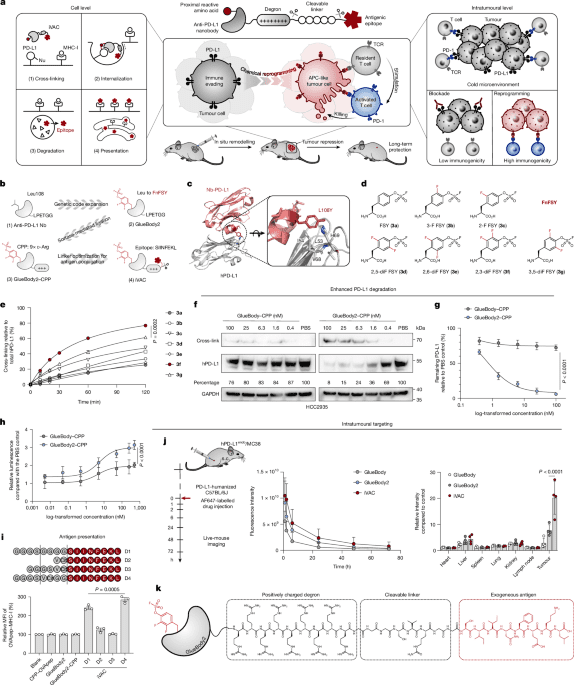 Intratumoural vaccination via checkpoint degradationcoupled antigen presentation