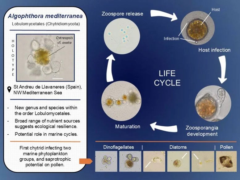 Life Cycle of Algophthora mediterranea