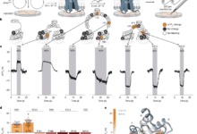 Ligand-specific activation trajectories dictate GPCR signalling in cells