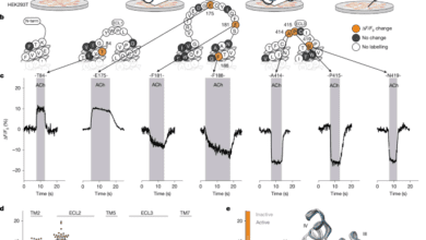 Ligandspecific activation trajectories dictate GPCR signalling in cells