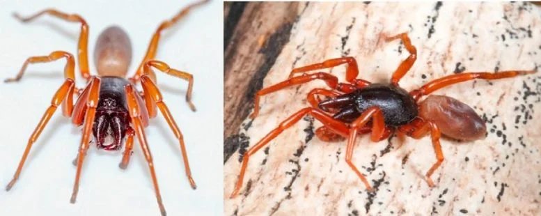 Mainland and Island Dysdera Spiders Compared