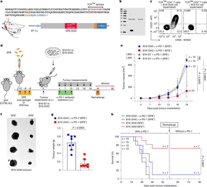 Microbiotainduced T cell plasticity enables immunemediated tumour control