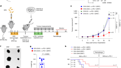 Microbiotainduced T cell plasticity enables immunemediated tumour control