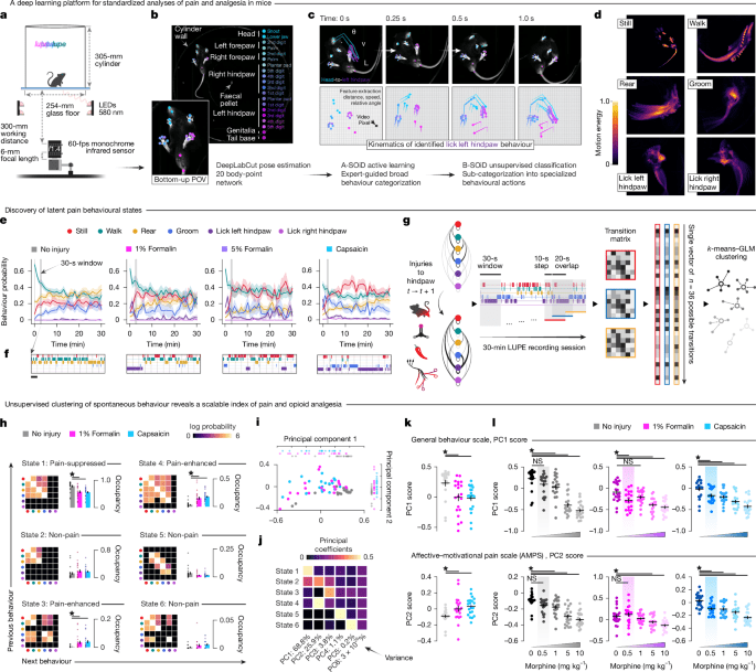Mimicking opioid analgesia in coical pain circuits