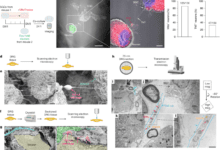 Mitochondrial transfer from glia to neurons protects against peripheral neuropathy