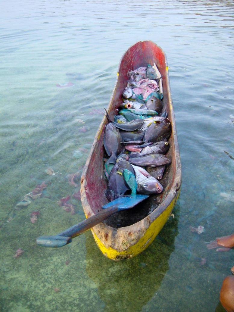 Multi Species Coral Reef Fish Catch