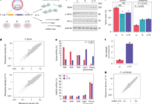 N1-Methylpseudouridine directly modulates translation dynamics