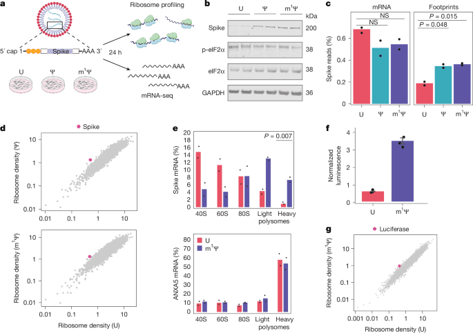 N1Methylpseudouridine directly modulates translation dynamics