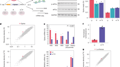 N1Methylpseudouridine directly modulates translation dynamics